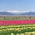 実際訪問したユーザーが直接撮影して投稿した舟川新自然名所あさひ舟川「春の四重奏」の写真