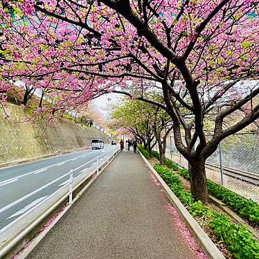 実際訪問したユーザーが直接撮影して投稿した南下浦町上宮田桜の名所三浦海岸河津桜並木の写真