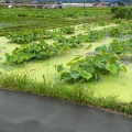 実際訪問したユーザーが直接撮影して投稿した森川町自然名所森川花はす田の写真