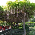 実際訪問したユーザーが直接撮影して投稿した亀戸自然名所亀戸天神社 藤棚の写真
