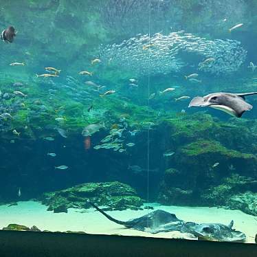 YST10さんが投稿した鹿子前町水族館 / アクアリウムのお店九十九島水族館 海きらら/クジュウクシマスイゾクカン ウミキララの写真