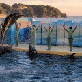 実際訪問したユーザーが直接撮影して投稿した片瀬海岸水族館 / アクアリウム新江ノ島水族館の写真