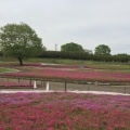 実際訪問したユーザーが直接撮影して投稿した箕郷町松之沢公園みさと芝桜公園の写真