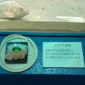 実際訪問したユーザーが直接撮影して投稿した浅虫水族館 / アクアリウム青森県営浅虫水族館の写真