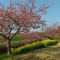 実際訪問したユーザーが直接撮影して投稿した笠松町公園笠松河津桜ロードの写真