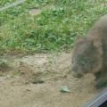 実際訪問したユーザーが直接撮影して投稿した綾羽動物園五月山動物園の写真