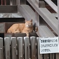 実際訪問したユーザーが直接撮影して投稿した奥沢神社奥沢神社の写真