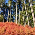 実際訪問したユーザーが直接撮影して投稿した萩尾寺呑山観音寺の写真