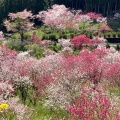 実際訪問したユーザーが直接撮影して投稿した中津花のきれいなスポット中津 花桃の里の写真