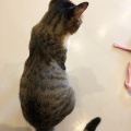 実際訪問したユーザーが直接撮影して投稿した問屋町カフェブルーキャットカフェの写真