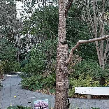 実際訪問したユーザーが直接撮影して投稿した霞が関自然名所荘川桜の写真