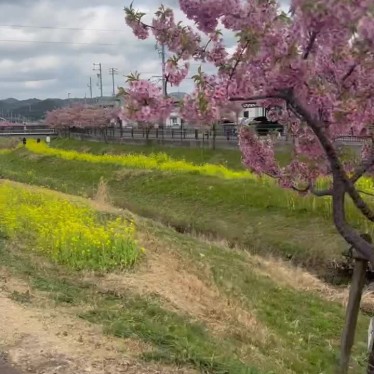 実際訪問したユーザーが直接撮影して投稿した八幡町植物園 / 樹木園西古瀬川の河津桜並木の写真