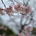 実際訪問したユーザーが直接撮影して投稿した大仙中町庭園大仙公園 日本庭園の写真