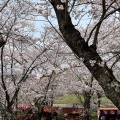 実際訪問したユーザーが直接撮影して投稿した中島散策路宮川堤の写真