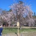 実際訪問したユーザーが直接撮影して投稿した上賀茂本山神社上賀茂神社の写真