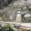 実際訪問したユーザーが直接撮影して投稿した浅虫水族館 / アクアリウム青森県営浅虫水族館の写真