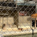 実際訪問したユーザーが直接撮影して投稿した欠町動物園岡崎市東公園 動物園の写真