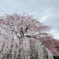 実際訪問したユーザーが直接撮影して投稿した祇園町北側公園祇園しだれ桜の写真