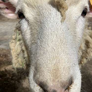 六甲山牧場のundefinedに実際訪問訪問したユーザーunknownさんが新しく投稿した新着口コミの写真