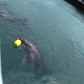 実際訪問したユーザーが直接撮影して投稿した松島町合津水族館 / アクアリウム天草パールガーデン&海中水族館シードーナツの写真