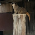 実際訪問したユーザーが直接撮影して投稿した欠町動物園岡崎市東公園 動物園の写真