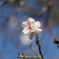 実際訪問したユーザーが直接撮影して投稿した三波川公園桜山公園の写真