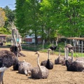 実際訪問したユーザーが直接撮影して投稿した半ノ木動物園ダチョウ王国 石岡ファームの写真