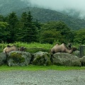 実際訪問したユーザーが直接撮影して投稿した須山動物園富士サファリパークの写真