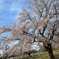 実際訪問したユーザーが直接撮影して投稿した八幡町公園武蔵野中央公園の写真