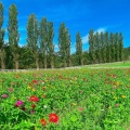 実際訪問したユーザーが直接撮影して投稿した西大路観光牧場滋賀農業公園 ブルーメの丘の写真