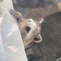 実際訪問したユーザーが直接撮影して投稿した高島平動物園こども動物園 高島平分園の写真