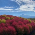 実際訪問したユーザーが直接撮影して投稿した大石花のきれいなスポット大石公園の写真