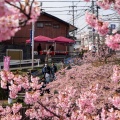 実際訪問したユーザーが直接撮影して投稿した淀新町散策路淀水路の写真