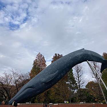 シロナガスクジラの実物大模型のundefinedに実際訪問訪問したユーザーunknownさんが新しく投稿した新着口コミの写真