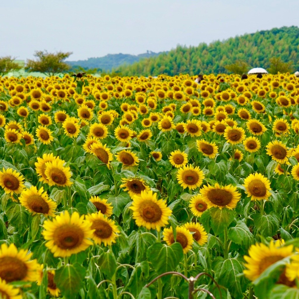実際訪問したユーザーが直接撮影して投稿した豊丘花のきれいなスポット観光農園 花ひろばの写真