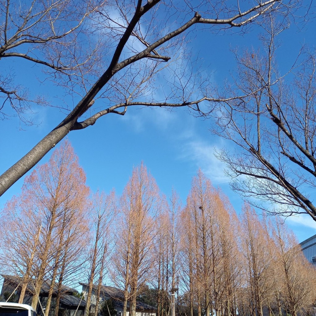 実際訪問したユーザーが直接撮影して投稿した打出浜公園大津湖岸なぎさ公園打出の森の写真