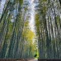 実際訪問したユーザーが直接撮影して投稿した金沢公園ちたの竹林の写真