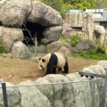 実際訪問したユーザーが直接撮影して投稿した上野公園動物園上野動物園 パンダのもりの写真