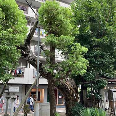 実際訪問したユーザーが直接撮影して投稿した谷町神社楠木大神の写真