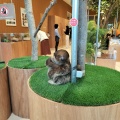実際訪問したユーザーが直接撮影して投稿した井口明神テーマカフェMoff animal cafe アルパーク店の写真