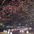 実際訪問したユーザーが直接撮影して投稿した壬生甲公園東雲公園の写真