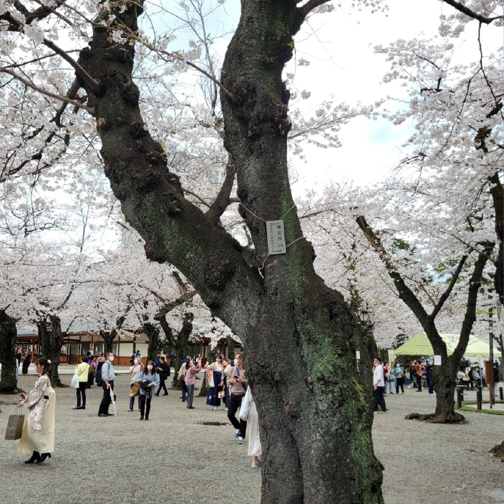 実際訪問したユーザーが直接撮影して投稿した九段北桜の名所靖國の桜の写真