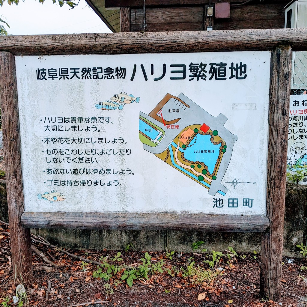 実際訪問したユーザーが直接撮影して投稿した八幡生息地 / 群生地・飛来地池田町八幡のハリヨ繁殖地の写真