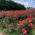 実際訪問したユーザーが直接撮影して投稿した本町西公園与野公園の写真