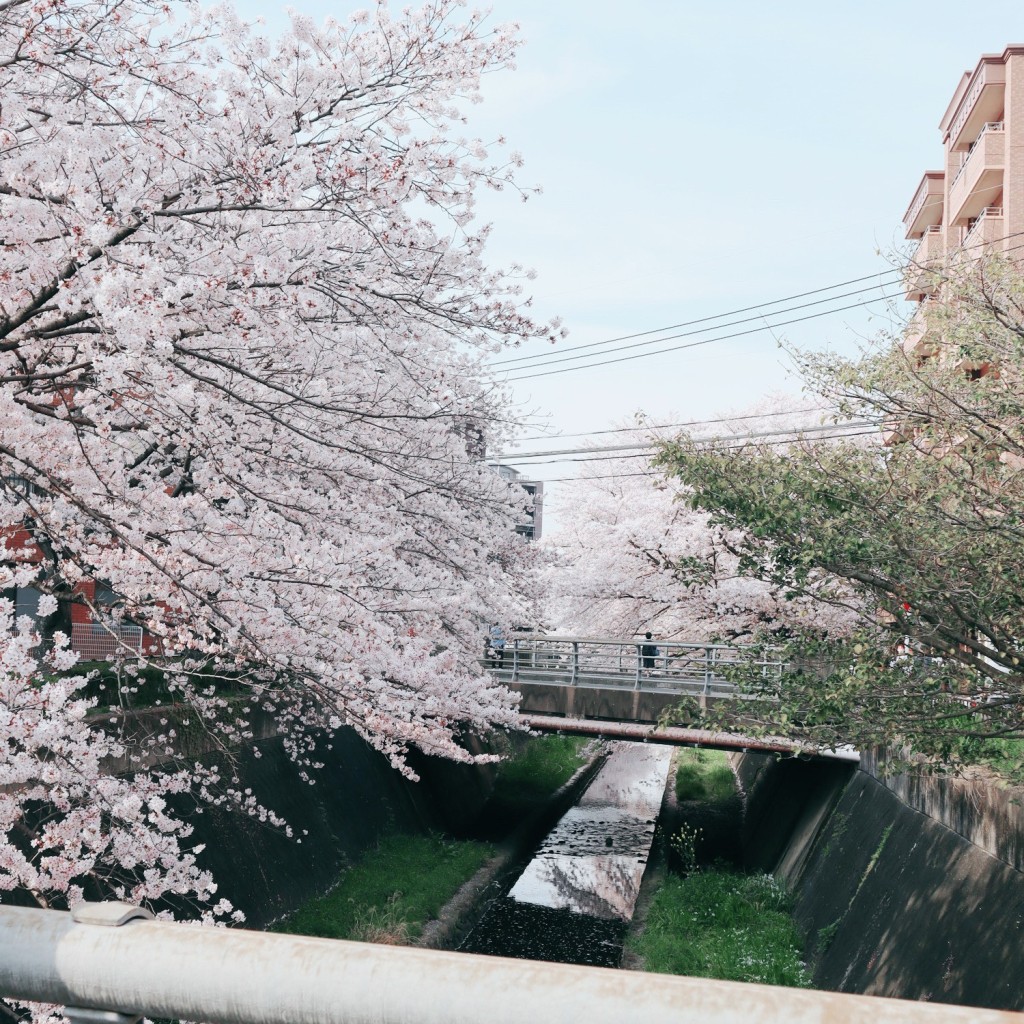 実際訪問したユーザーが直接撮影して投稿した志井花のきれいなスポット志井川沿いの桜並木の写真