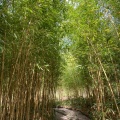 実際訪問したユーザーが直接撮影して投稿した玉川植物園 / 樹木園笹離宮の写真