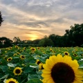 実際訪問したユーザーが直接撮影して投稿した長居公園植物園 / 樹木園長居植物園の写真