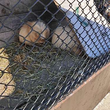 まいりゅうさんが投稿した永吉動物ふれあいのお店こども動物園 東京ドイツ村/コドモドウブツエン トウキョウドイツムラの写真