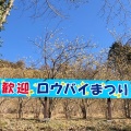 実際訪問したユーザーが直接撮影して投稿した寄散策路松田町 寄ロウバイ園の写真