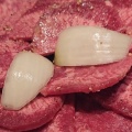 実際訪問したユーザーが直接撮影して投稿した稲荷焼肉炭火焼肉 味の王者 味道苑 草加店の写真